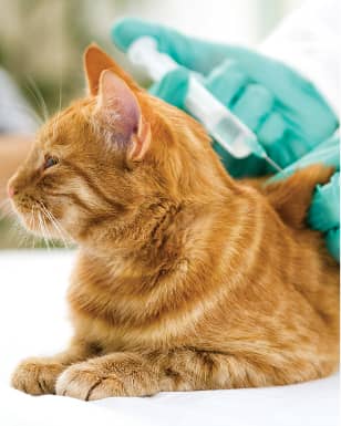 Vaccinations & Immunizations