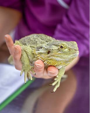 Exotic Pet Care
