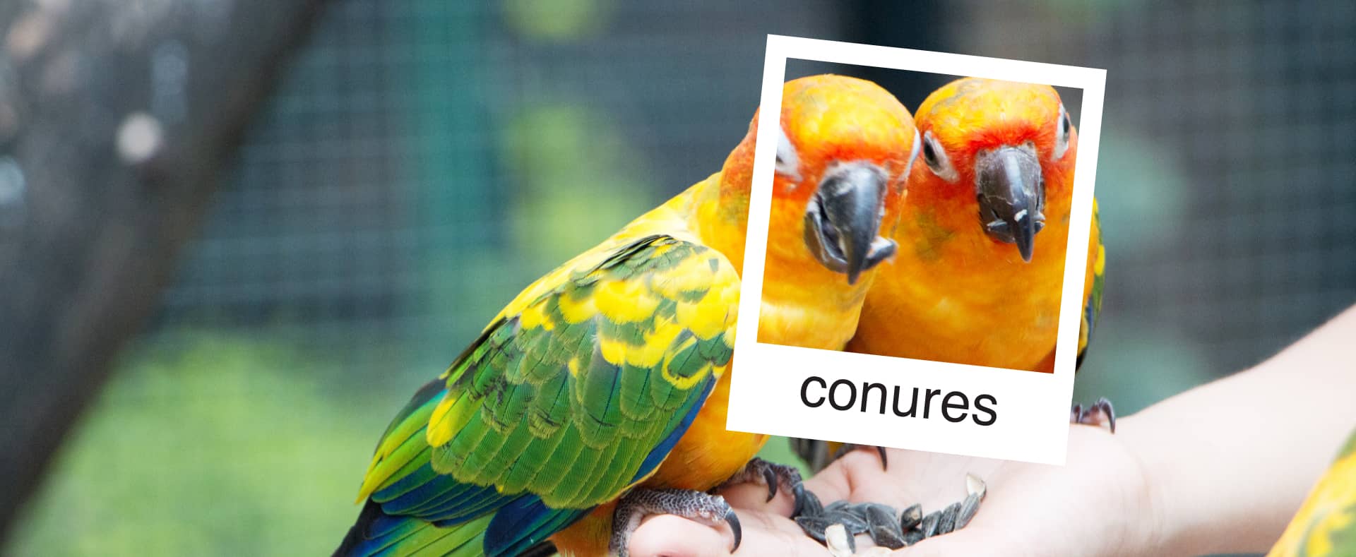 Veterinary Care For Your Exotic Pet